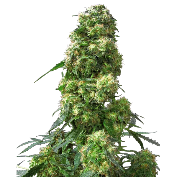 Семена конопли Early Skunk Feminized