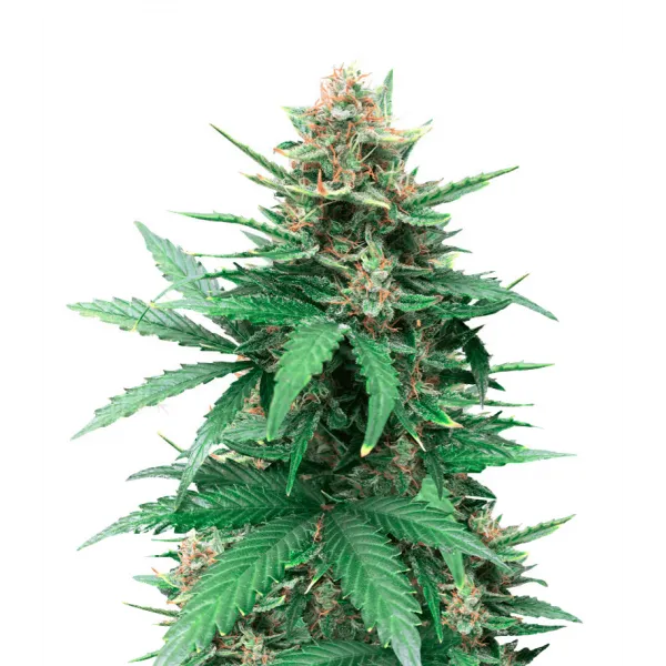 Семена конопли Tutankhamon Feminised