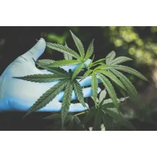 Чи потрібні коноплі листя? Думка садівників