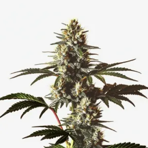 God's Gift Feminised