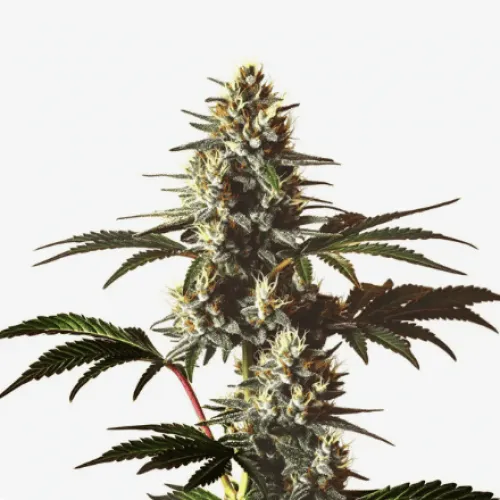 God's Gift Feminised