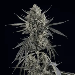 Pound Cake Auto Feminised