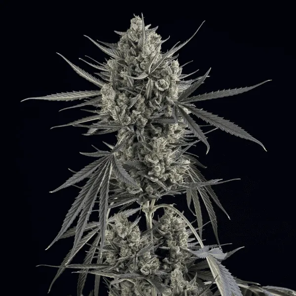 Насіння коноплі Pound Cake Auto Feminised