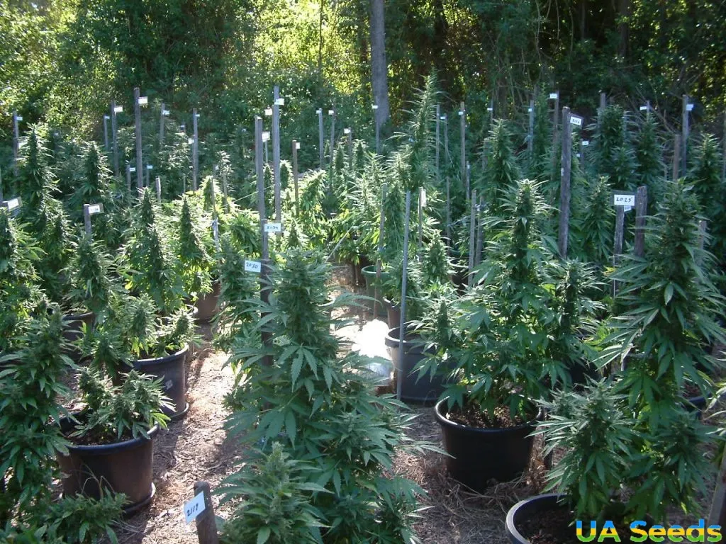 выращивание конопли