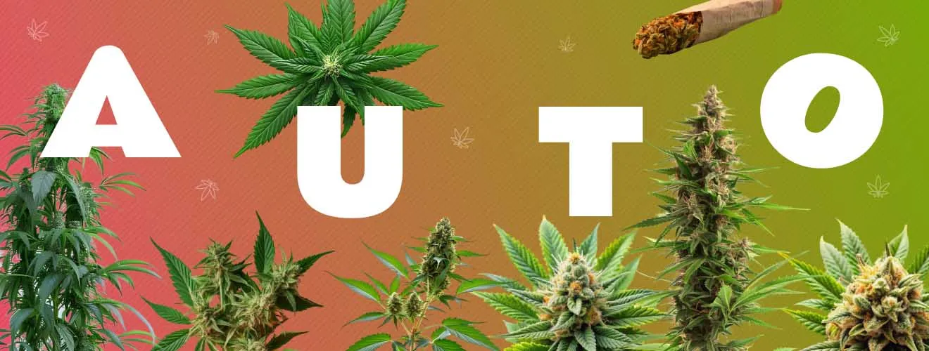 Автоцветущие сорта конопли