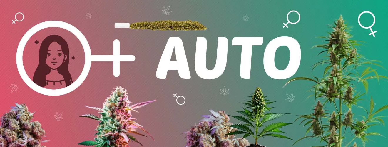 Автоцветущие феминизированные сорта конопли