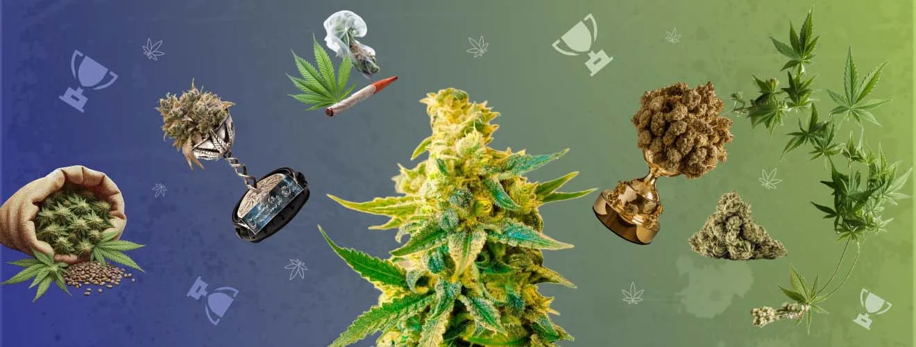 Елітні сорти коноплі