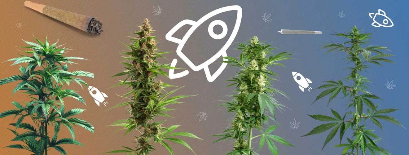 Быстрорастущие сорта конопли