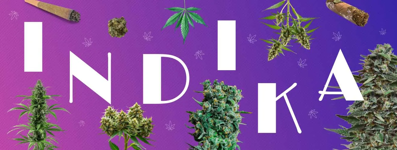 Индика семена конопли