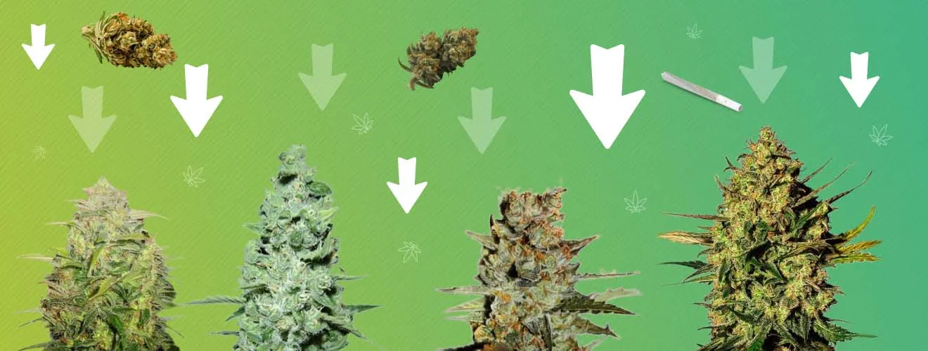 Низкорослые сорта конопли