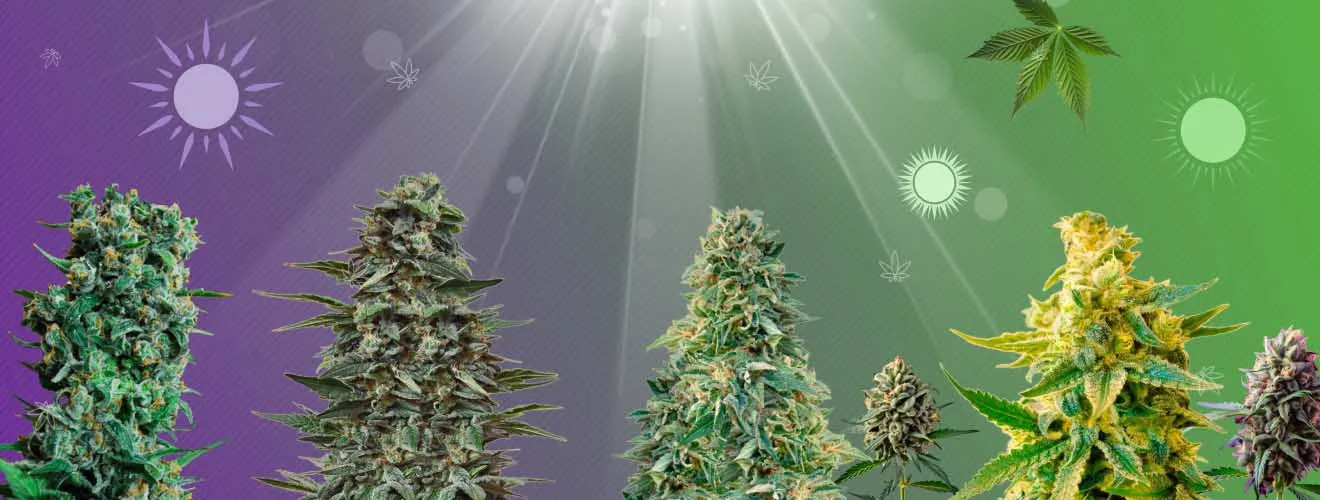 Фотопериодичные сорта конопли