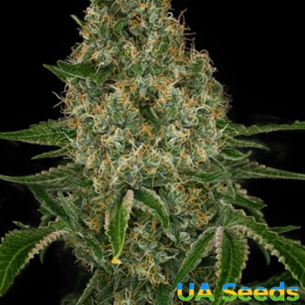 Auto Gagarin Haze Feminised