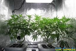 Как выращивать марихуану зимой hydra user