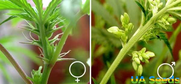 Мужское растение марихуаны тгк наркотики и оральные контрацептивы