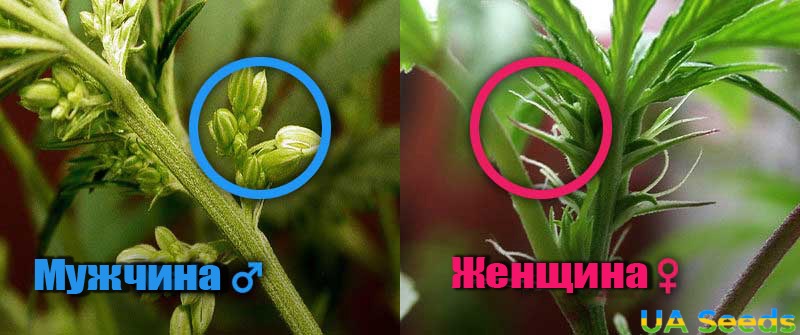 Отличить женское растение конопли tor browser mac 64 hydra2web